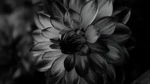 Black And White Floral Elegance Wallpaper