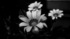 Black And White Floral Elegance Wallpaper