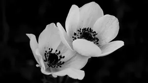 Black And White Floral Elegance Wallpaper