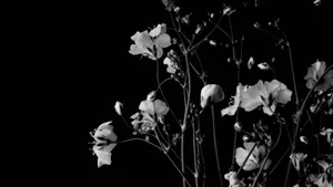 Black And White Floral Elegance Wallpaper