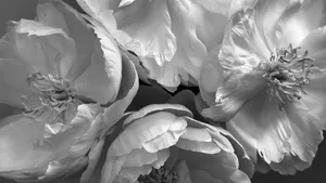 Black And White Floral Elegance Wallpaper