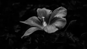 Black And White Floral Elegance.jpg Wallpaper