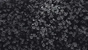 Black And White Floral Pattern Wallpaper