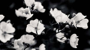 Black And White Flowers In A Black And White Photo Wallpaper