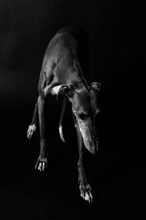 Black And White Greyhound Wallpaper