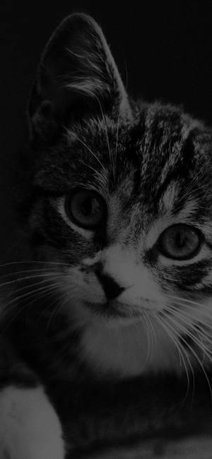 Black And White Kitten Black Apple Iphone Wallpaper