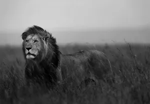 Black And White Lion In Grass Wallpaper