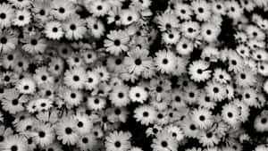 Black And White Photo Of A Bunch Of Flowers Wallpaper