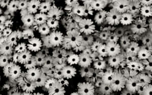 Black And White Photo Of A Bunch Of Flowers Wallpaper