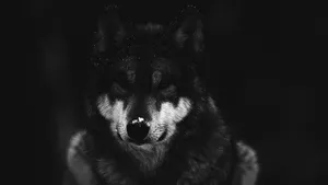 Black And White Photo Of Cool Black Wolf Wallpaper