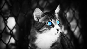 Black And White Photography Cat With Blue Eyes Wallpaper