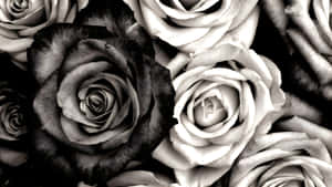 Black And White Rose Bouquet Wallpaper