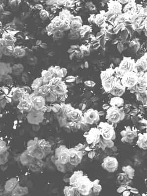 Black And White Rose Garden Flower Iphone Wallpaper