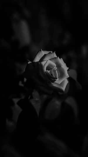 Black And White Rose Tumblr Photography Iphone Wallpaper