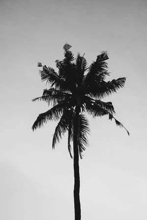 Black And White Solitary Coconut Tree Wallpaper