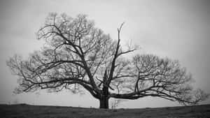 Black And White Tree Wallpaper Wallpaper