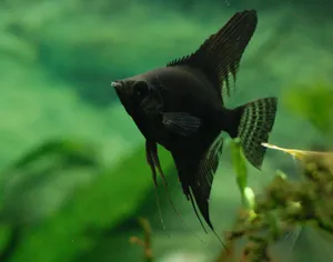Black Angelfish Swimming Aquarium Wallpaper