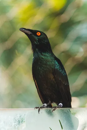 Black Animal Bird Wallpaper