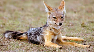 Black Backed Jackal Resting Wallpaper