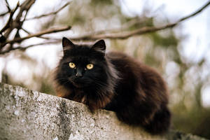 Black Cat On Stone Wall Wallpaper