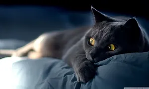 Black Cat Wide Eyes Wallpaper