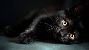 Black Cat Yellow Eyes Dark Girly Wallpaper