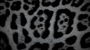 Black Cheetah Print Texture Wallpaper