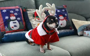 Black Chihuahua Dog Reindeer Costume Wallpaper