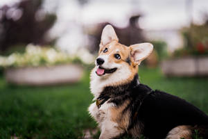 Black Corgi On Garden Grass Wallpaper