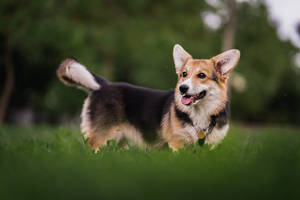 Black Corgi Playing On Grass Wallpaper