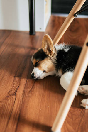 Black Corgi Sleeping On Floor Wallpaper