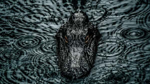 Black Crocodile Emerging Water Wallpaper