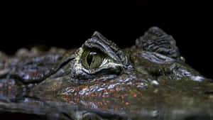 Black Crocodile Eye Closeup Wallpaper