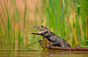 Black Crocodile Restingon Log Wallpaper