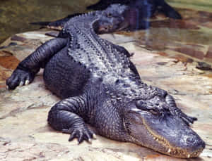 Black Crocodile Restingon Rock Wallpaper