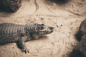 Black Crocodile Restingon Sand Wallpaper