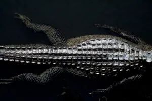 Black Crocodile Swimming Dark Water Wallpaper