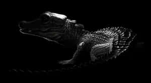 Black Crocodilein Shadow.jpg Wallpaper