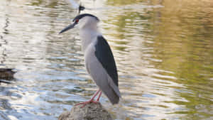 Black Crowned Night Heron Waterside4 K Wallpaper