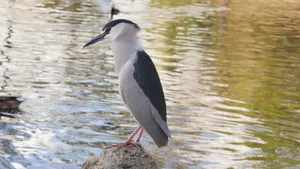 Black Crowned Night Heron Waterside4 K Wallpaper