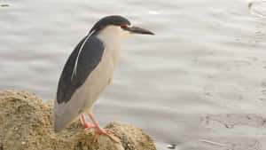 Black Crowned Night Heron Waterside4 K Wallpaper