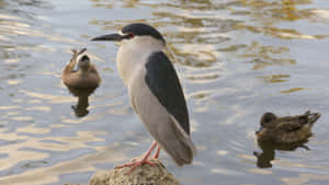 Black Crowned Night Heronand Ducksby Water Wallpaper