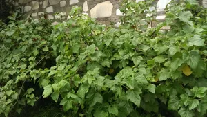 Black Currant Berries On A Branch Wallpaper