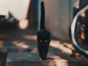 Black Cute Cat Pfp Wallpaper