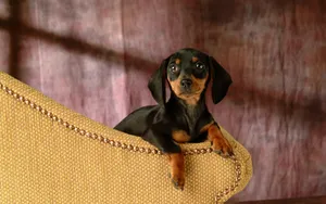 Black Dachshund Cute Puppy Wallpaper