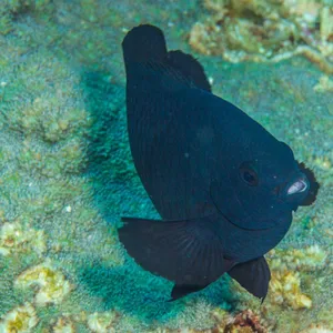 Black Damselfishin Coral Reef Wallpaper