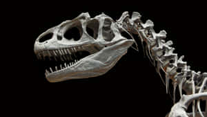 Black Dinosaur Allosaurus Skeleton Wallpaper