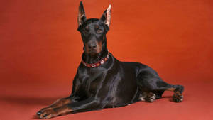 Black Doberman Dog Photo Wallpaper