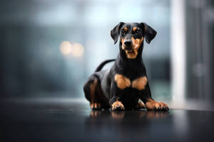 Black Doberman Pinscher Puppy Wallpaper