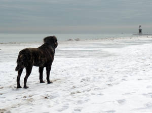 Black Dog In Cool Winter Wallpaper